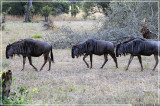Wildebeests traveling in single file