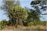 This cactus is toxic and can kill people