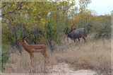 Male impala and kudu