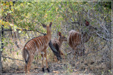 Female nyalas