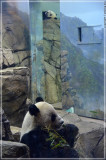Mei Xiang and Bao Bao are separtaed by this metal door