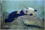 Bao Bao is sound at sleep after lunch