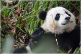 Smithsonian's National Zoo
