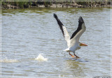 White Pelican takes off