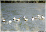 A flock of 13 White Pelicans