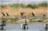 Cormorants = shaking off water 