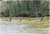 Canada Geese - family outing