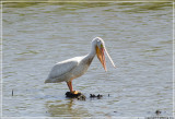 White Pelican aims at something in the creek