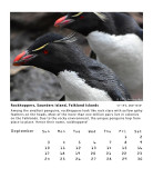 Rockhoppers, Saunders Island, Falkland Islands 