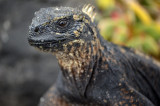 Marine Iguana