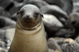 Young Sea Lion