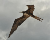 Magnificent Frigatebird (Adult Female)