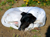 White dog with black head, Belgrade, Serbia