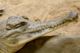 slender snouted crocodile
