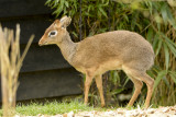 dik dik