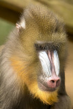 mandrill