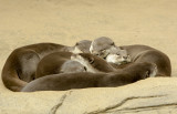 smooth coated otters