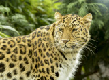 amur leopard