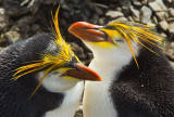 Birds of  (Sub)Antarctic