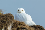 Snowy Owl