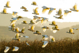 Sulphur-crested Cockatoo