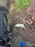 ripsquirrel.jpg