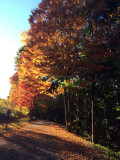 uvillecolors.jpg