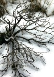 Arrayed on Snow