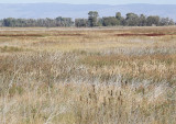 Camas Refuge