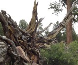 Remains of a Toppled Tree