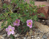 Wild Roses at West Greens Lake