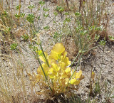 <i>Lomatium nudicaule</i>