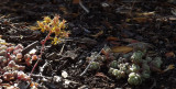 <i>Sedum debile</i>