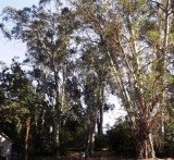 Eucalyptus Tower over an Oak