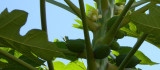 Young Papayas