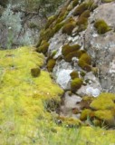 Mosses DO Thrive in the Desert