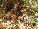 Poison Oak at Pinnacles