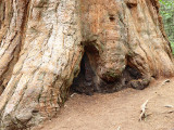 Base of a Sequoia