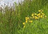 Thermopsis sp. 