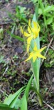 Erythronium grandiflorum Pursh