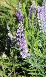 A Lupine Reaches Up