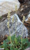 An Alumroot