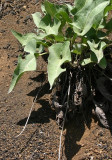 Arrowleaf Balsamroot