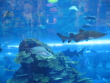 Dubai mall aquarium