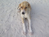 stray dog on the beach at Philipsburg