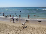 Tel Aviv hilton dog beach