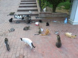 Istanbul stray cats