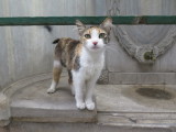 Istanbul stray cat