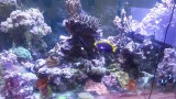 105 Peninsula Tank