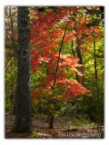 Hiawassee at High River Country